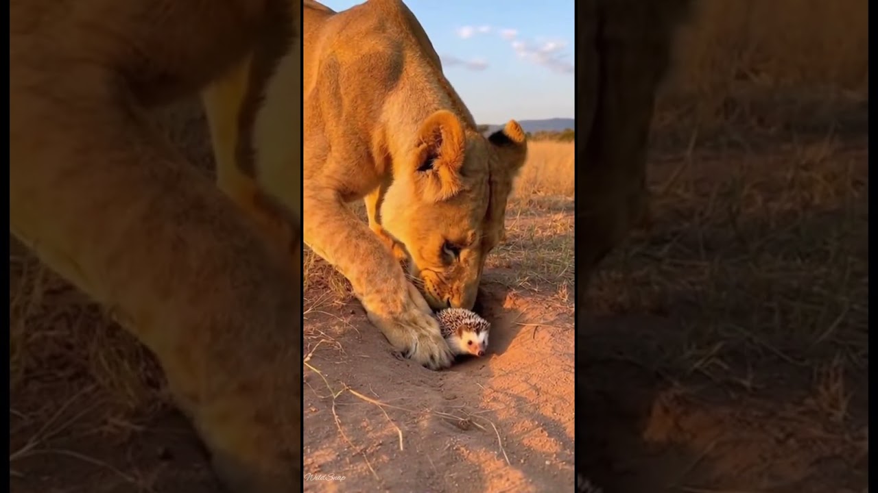 Lioness vs baby hedgehog watch this wild encounter 