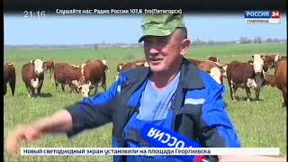 Племенные герефорды Ставропольского края Агровести 7 05 2019