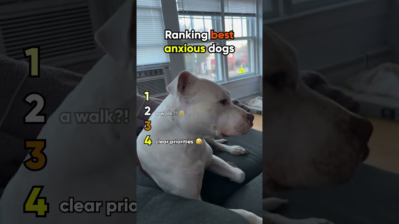 ranking dogs