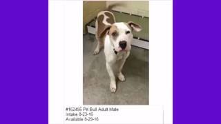 WE NEED OUR DOGS OUT! WOOF, WOOF, WOOF, WOOF, WOOF @ Clayton County Animal Control