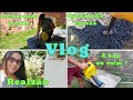 vlog: CHAPISCADEIRA COMO FOI NOSSA EXPERIÊNCIA 🫣| MELHORANDO JARDIM #vlog #jardim #plantas