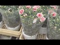 5月14日は｢母の日｣ 鉢植えサイズの｢ポットカーネーション｣の出荷ピーク 約50万鉢を見込む 愛知・豊川市