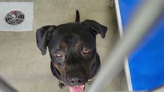 acs A664202