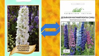 Порівняння насіння дельфініуму Агропак Галахард # Професійне насіння