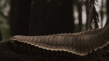 Rết Khổng Lồ Arthropleura: Quái Vật Cổ Đại Khủng Khiếp Nhất Thời Tiền Sử