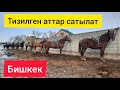 Катар тизилген 8 АТ САТЫЛАТ ~ ТОРПОК улактан баштап ЖЕР улагына чейин бар