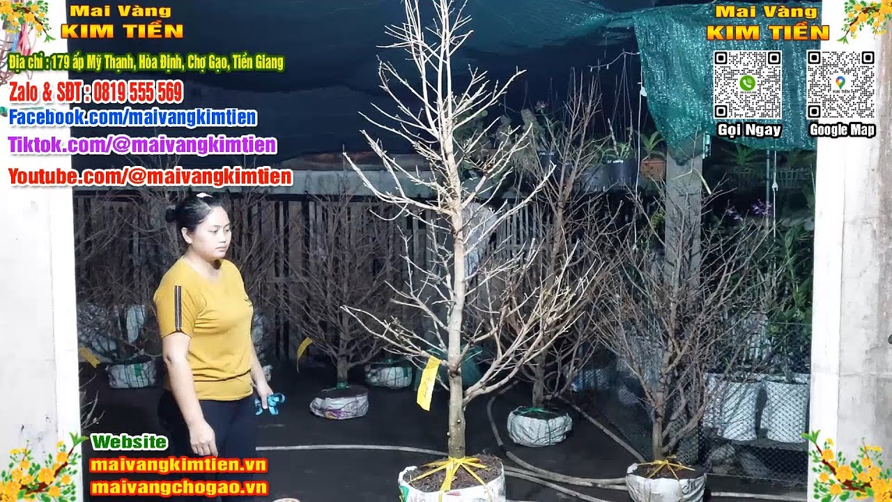 Mai Vàng Nhiều Nụ Đón Tết Bao Ship Toàn Quốc Giá Rẻ - Mai Vàng Kim Tiền Chợ Gạo