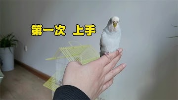 训练虎皮鹦鹉上手过程，不知道被咬了多少次？竟然成功了