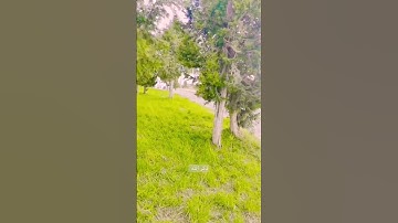 تلاوة للقرآن الكريم #سورة الأعلى #ذِكر الله #جدة#السعودية