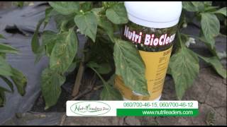 Kako Do Kvalitetnijih I Vecih Plodova Povrca U Nasem Ataru 593