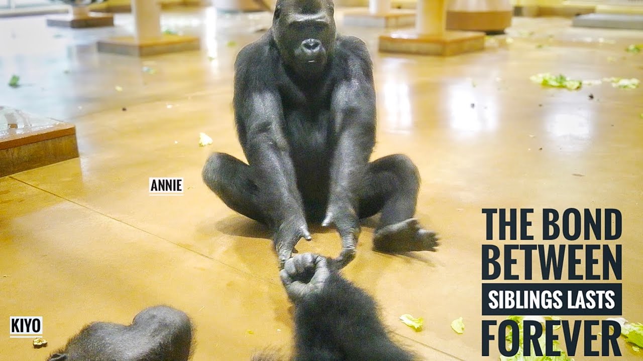 Female Gorilla Wants to stay with her big brother | Annie
