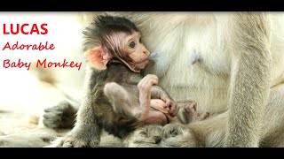 My Prince Lucas got well take care by sweet mom Leyla/ LUCAS adorable new born baby monkey