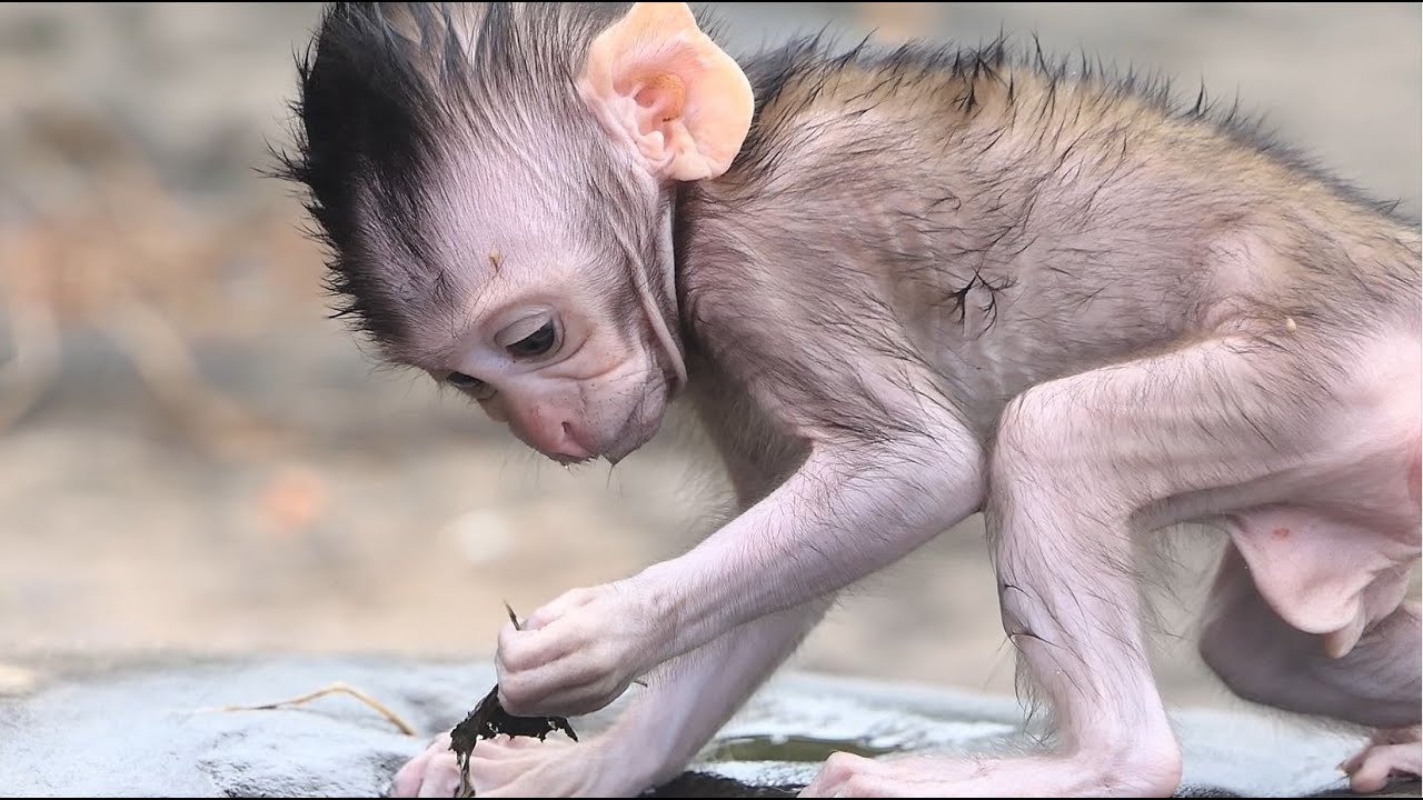 Amazing! Over 100% Princess Baby Monkey Cinn Is Perfect Top Star Look So Cute And So Much Adorable.