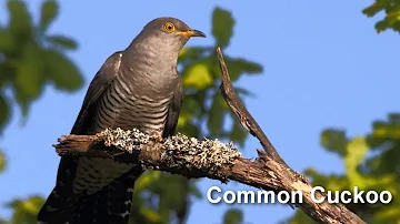 Cuckoo Bird Song and Pictures ~ Common Cuckoo