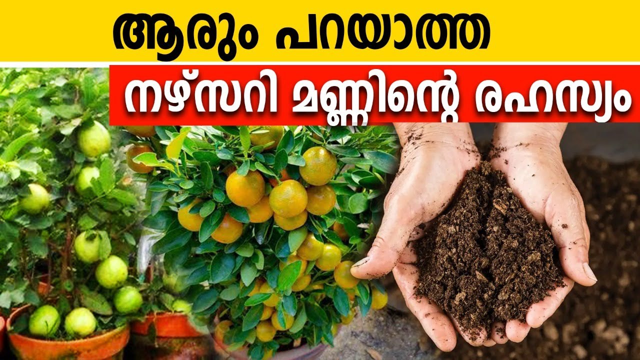 നഴ്സറി മണ്ണിന്‍റെ പിന്നിലെ രഹസ്യം | ഇതുപോലെ മണ്ണൊരുക്കിയാല്‍ എല്ലാം തഴച്ചു വളരും | NURSERY SOIL TIPS