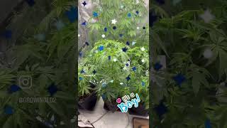 Download Lagu Het is een jongen! Laten we beginnen met het fokprogramma. MP3