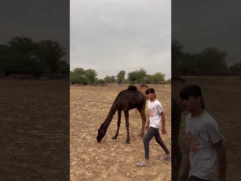 Rajasthani dance 😍❤️‍🩹 #shorts #shortvideo #trending #viralshort #marwadi