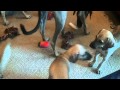 Sloughi puppies 7 weeks old #2 の動画、YouTube動画。