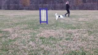 Cheery Agility U Commitment Video 1