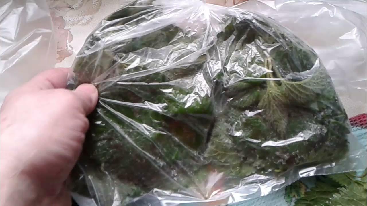 Можно заморозить крапиву на зиму. Крапива замороженная. заготовка крапивы на зиму. заморозка крапивы на зиму в домашних. как заморозить молодую крапиву на зиму.