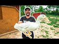 Backyard Farm PET DUCK Catch Clean Cook!!! (RIP)