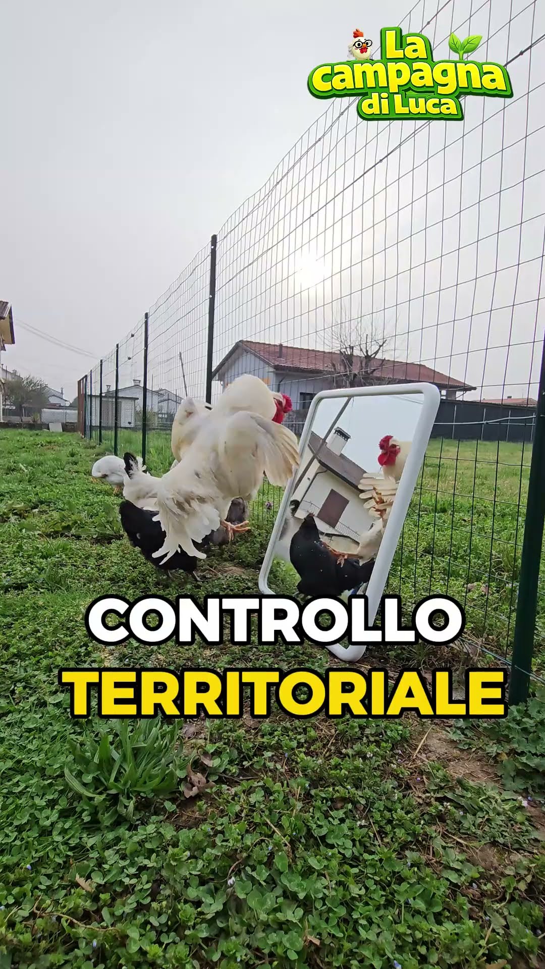 La gallina si RICONOSCE allo specchio… oppure vuole combattere?