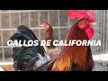 LAS MEJORES LINIAS DE MI GALLERA EN CALIFORNIA