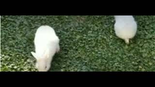 My lil dead bunnies :(