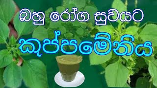 Kuppameniya  2022 |  Acalypha indica 2022 | කුප්පමේනිය |  kuppameniya wala guna 2022