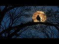 OWL sounds for Sleep, Bird Owl Cat sitting on a tree with blue sky and orange Moon