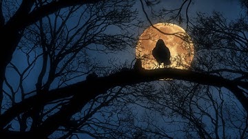 OWL sounds for Sleep, Bird Owl Cat sitting on a tree with blue sky and orange Moon