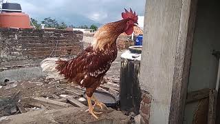 Ayam Jantan Joper Petelur berkokok