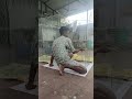 Epadi Pooguthu Work Part 2 Cage Making Shorts Pigeon Trending Cage Pigeontraining