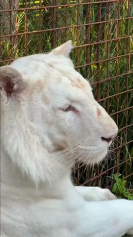 Eros ans his summer fur #lion #tiger #whitetiger #normandie #zoo