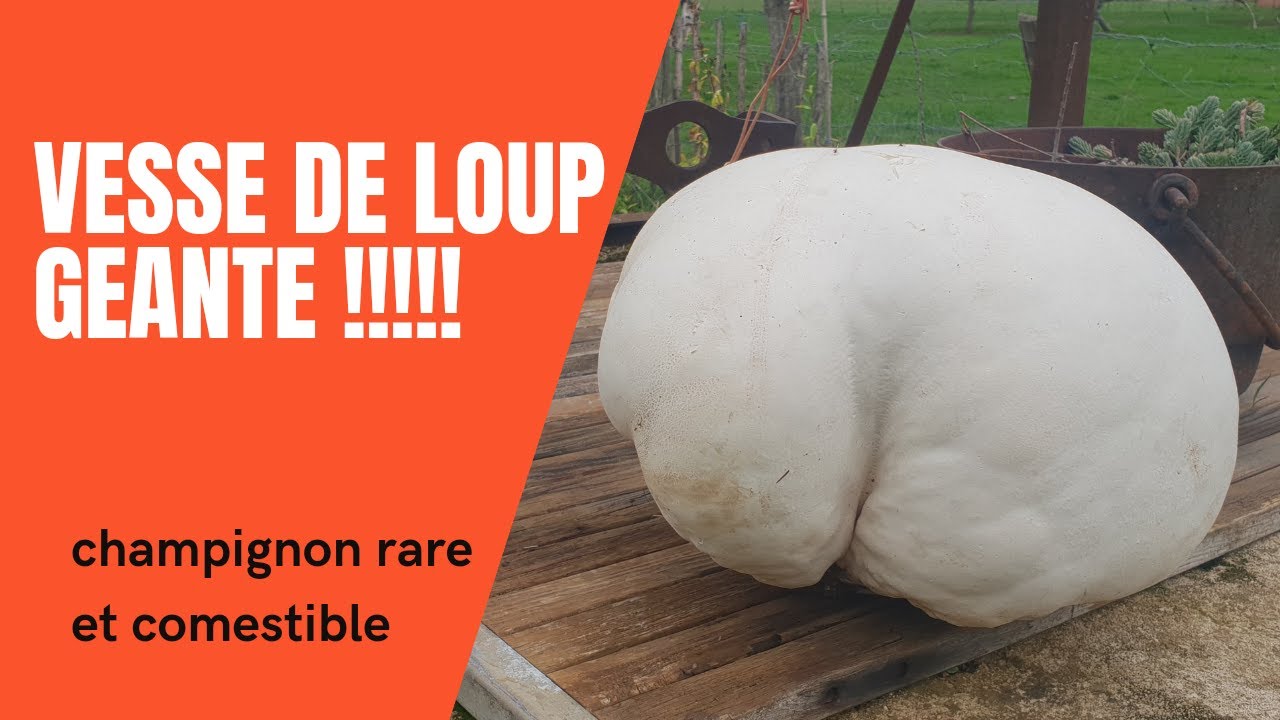 Vesse de loup géante (Reconnaitre et cuisiner) giant puffball mushroom YouTube Vesse de loup géante (Reconnaitre et cuisiner) giant puffball mushroom YouTube