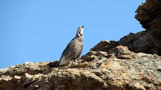 Himalayan Snowcock 20 April 2021