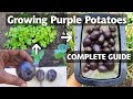 Planting & Growing Purple Potatoes - A Complete Potato Growing Guide