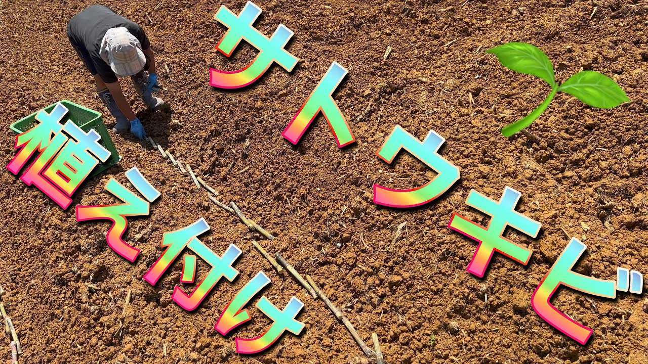 【サトウキビ】サトウキビの植え付け！2023/05/02