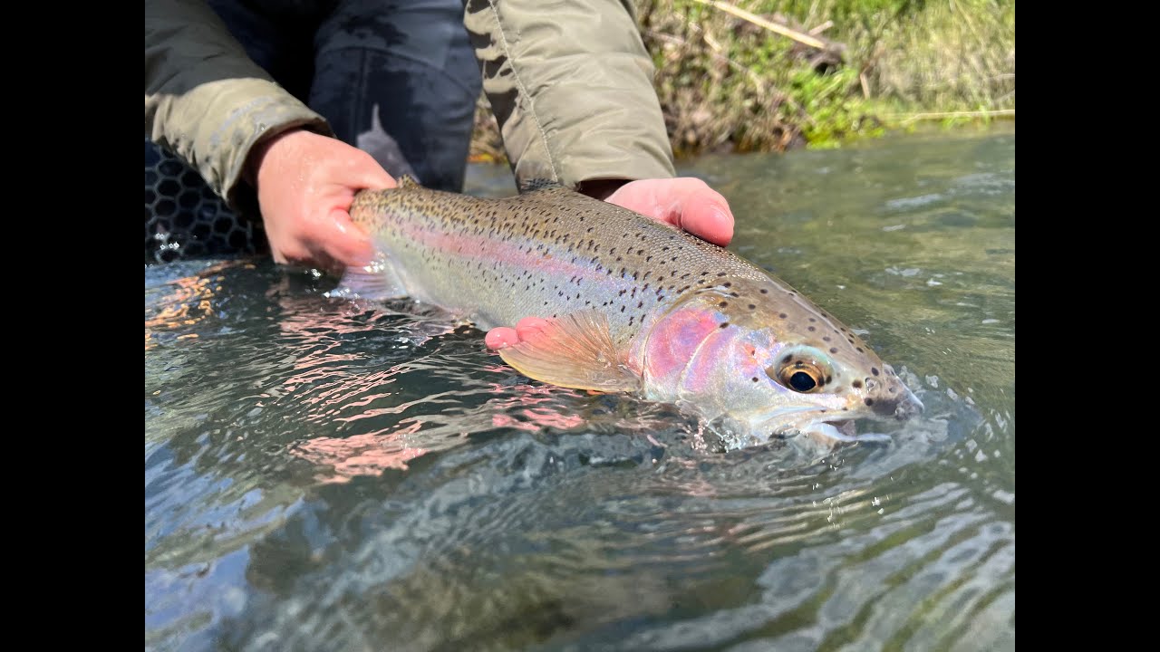 Watershed Fly Shop: Oregon Troutspey Smackdown