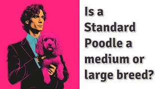 Is a Standard Poodle a medium or large breed?