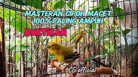 Masteran/pancingan sirtu cipoh macet paling ampuh
