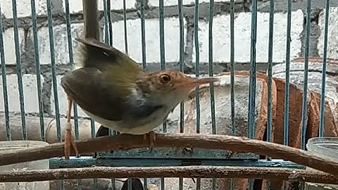 Suara Prenjak Lumut PIKAT GACOR , Ampuh BIKIN Semua Prenjak Lancur / Kristal LIAR Langsung NYAMBER