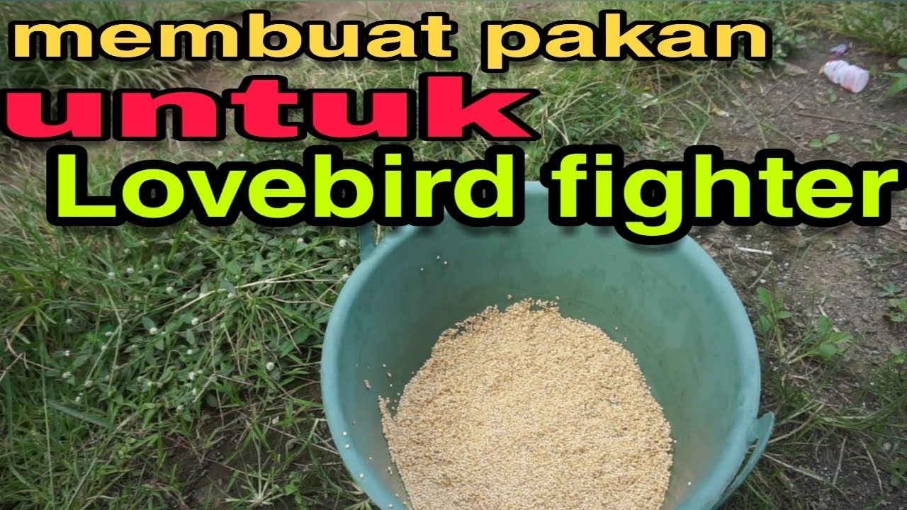 Pakan Lovebird Fighter Goldcoin - Kamu bisa beli produk ...