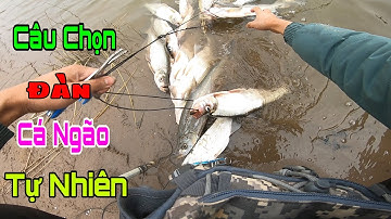 Thóc TV - Bắt Trọn Bầy Cá Ngão Khủng