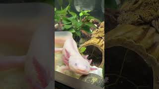 #аксолотль #axolotl Аксолотль улыбается 😂