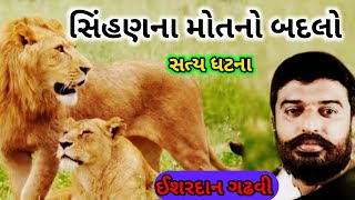 સિંહણના મોતનો બદલો l સિંહની દોસ્તી l ishardan gadhvi gujarati lok katha l ગુજરાતી લોક કથા l