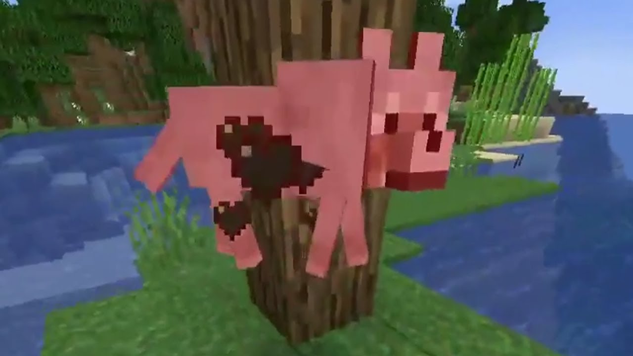 Xerionix Loves SuperMcGregs' Dogs