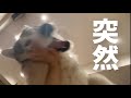 姉の膝を舐め回し始めたと思いきや、突然勝負を挑みだすシベリアンハスキー