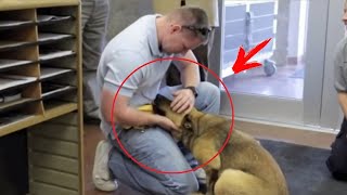 After 7 months, the owner found his dog at the shelter! Her reaction made everyone cry!