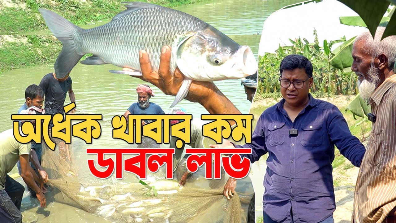 টেনশন মুক্ত লাভজনক মাছ চাষ । অর্ধেক খাবার কমে ডাবল লাভ। মাছ চাষের বাস্তব তথ্য